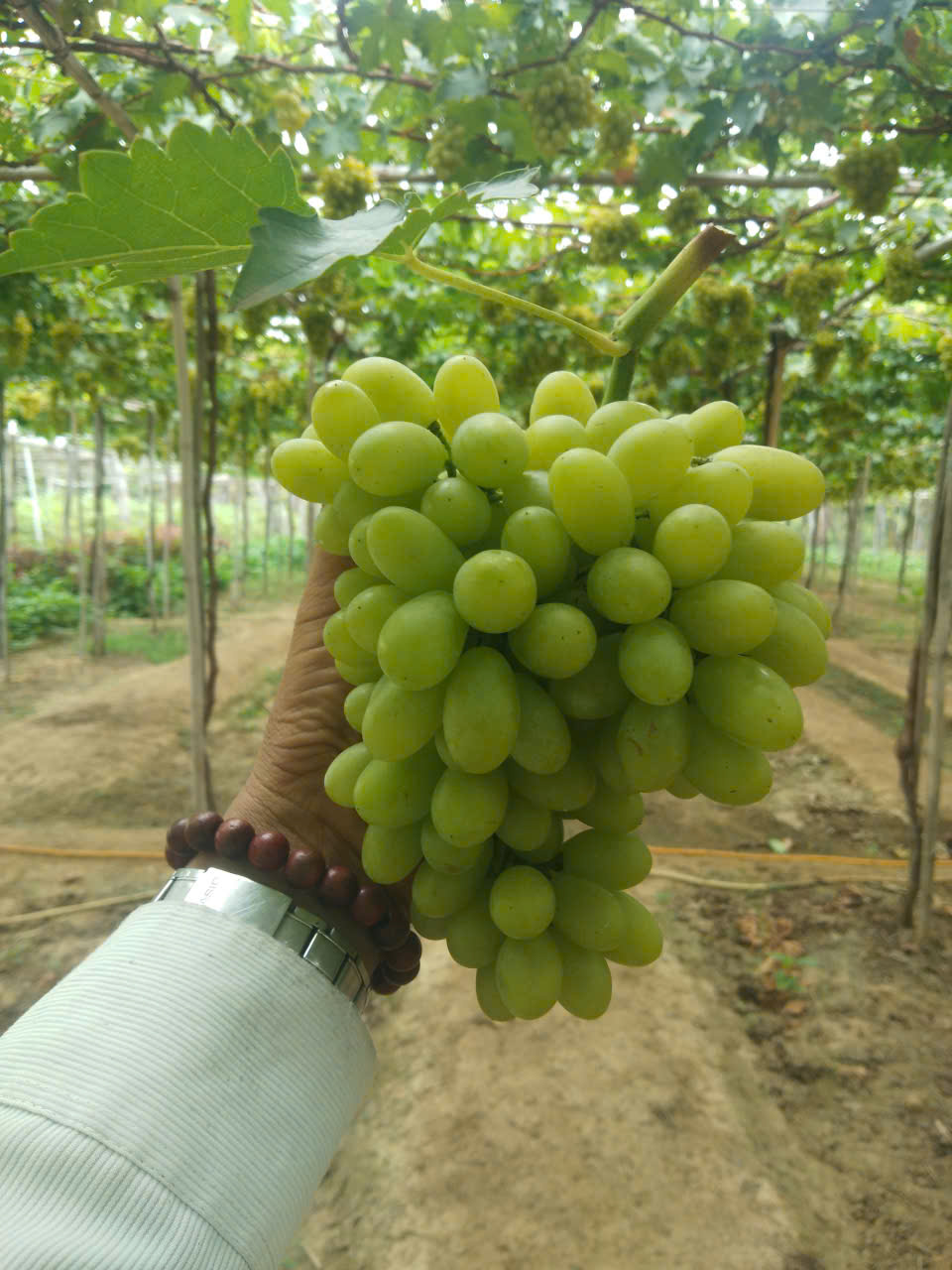 z7636001851928 6c0f121950033e36317af64c91a2e716