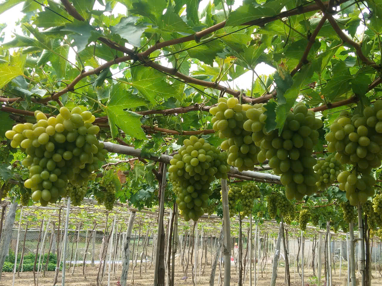 z7636020099521 8118d1f9f964c1d9eb15bb3133fbc328