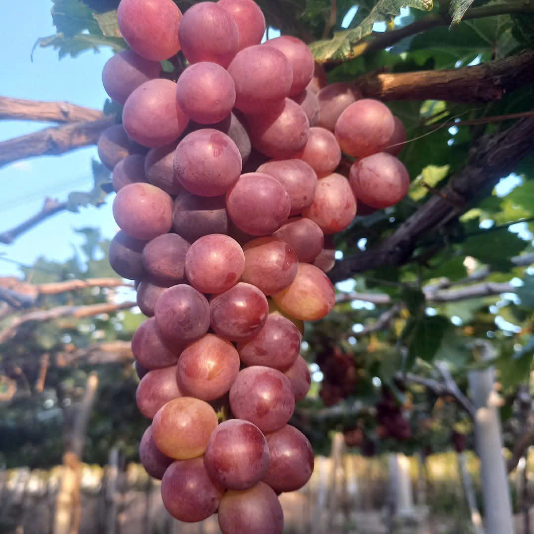 Nho đỏ (Đạt chuẩn OCOP 4 sao) 2 Nho đỏ (Đạt chuẩn OCOP 4 sao) - Ảnh 2