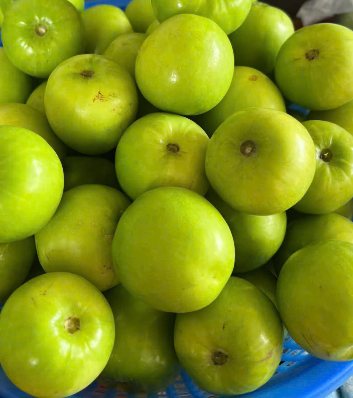 Táo Thái Thuận (Đạt chuẩn OCOP 4 sao) 2 Táo Thái Thuận (Đạt chuẩn OCOP 4 sao) - Ảnh 2